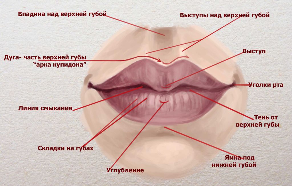 Полость от носа до губ Полость от носа до губ