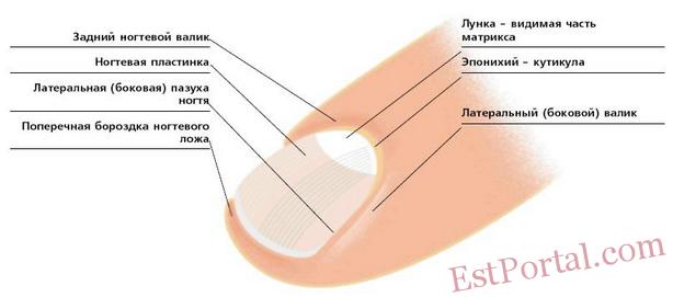 Как собрать мопед альфа цветные схема 21 Как собрать мопед альфа цветные схема 93
